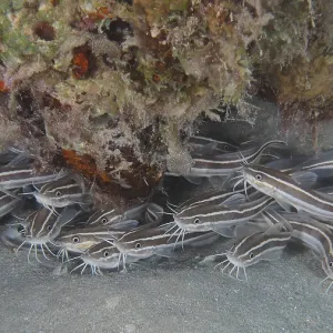 A school of Striped eel catfish (Plotosus lineatus) juvenile