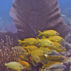 A school of yellow fish, French grunts (Haemulon flavolineatum)