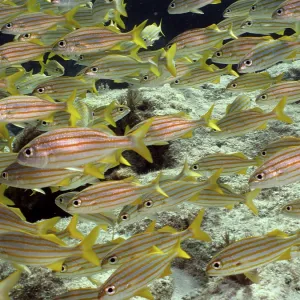 A school of yellow fish with stripes A school of yellow fish with stripes