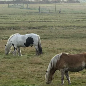 Schoorl, nord-holland, netherlands