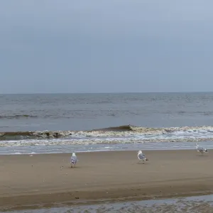 Schoorl, nord-holland, netherlands