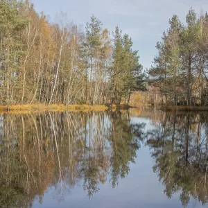 Schwenninger moss, Baden-Wurttemberg<br> Schwenninger moss