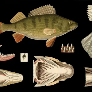Scientific illustration with details Scientific illustration with details