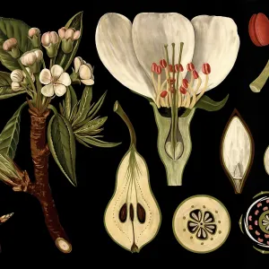 Scientific illustration with details Scientific illustration with details