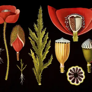 Scientific illustration with details Scientific illustration with details