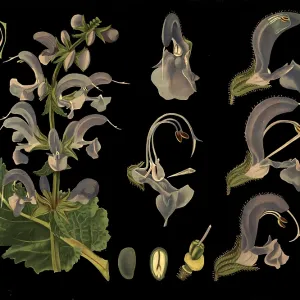 Scientific illustration with details Scientific illustration with details