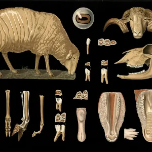 Scientific illustration with details Scientific illustration with details