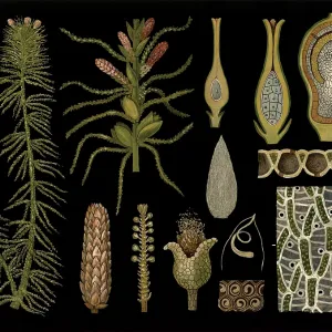 Scientific Print of Sphagnum acutifolium, 1909 Scientific Print of Sphagnum acutifolium, 1909
