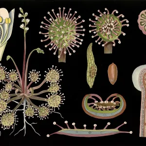Scientific illustration with details Scientific illustration with details