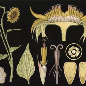 Scientific illustration with details Scientific illustration with details