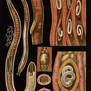 Scientific illustration with details Scientific illustration with details