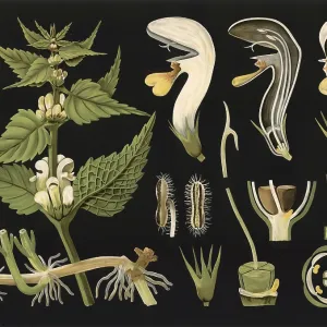 Scientific illustration with details Scientific illustration with details