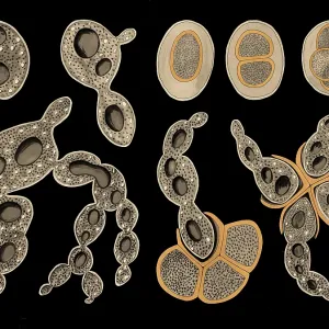 Scientific illustration with details Scientific illustration with details