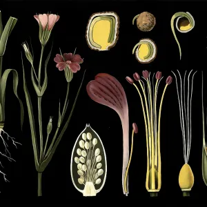 Scientific illustration with details Scientific illustration with details