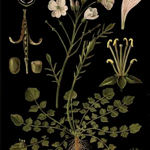 Scientific illustration with details Scientific illustration with details