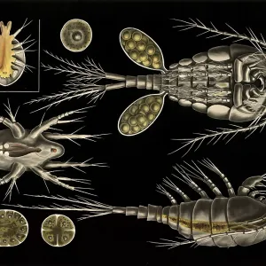Scientific illustration with details Scientific illustration with details