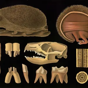 Scientific illustration with details Scientific illustration with details