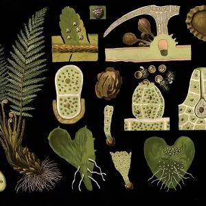 Scientific illustration with details Scientific illustration with details