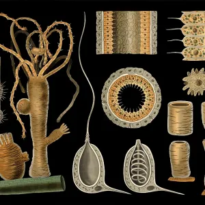 Scientific illustration with details Scientific illustration with details