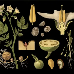 Scientific illustration with details Scientific illustration with details