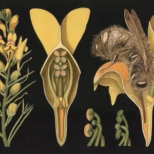 Scientific illustration with details Scientific illustration with details