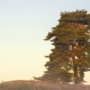 Scots pine or common pine (Pinus sylvestris)