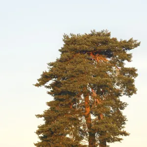 Scots pine or common pine (Pinus sylvestris)
