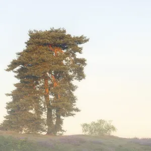 Scots pine or common pine (Pinus sylvestris) in the morning mist