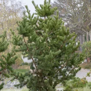 Scots pine (Pinus contorta), viewing garden at the University of Applied Sciences W Scots pine (Pinus contorta), viewing garden at the University of Applied Sciences W