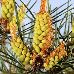 Scots pine (Pinus sylvestris)