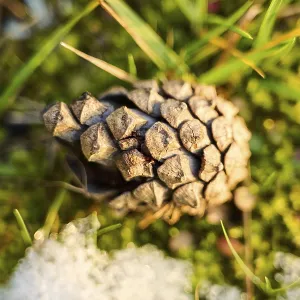 Scots pine (Pinus sylvestris) cone