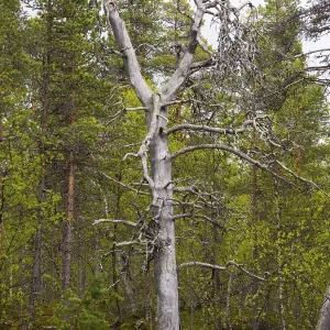 Scots Pine (Pinus sylvestris), dead tree in forest