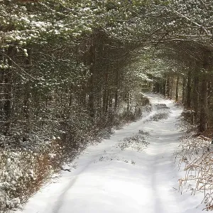 Scots Pine (Pinus sylvestris) forest habitat and track in snow