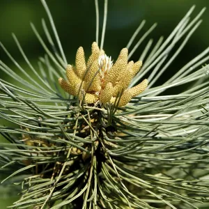 Scots pine (Pinus sylvestris), male flowers