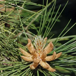 Scots pine (Pinus sylvestris), male flowers