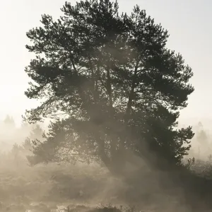 Scots pine (Pinus sylvestris) in the moor