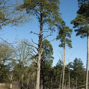 Scots pine (Pinus sylvestris), tree at the edge of a forest Scots pine (Pinus sylvestris), tree at the edge of a forest