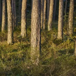Scots pine (Pinus sylvestris) tree trunks