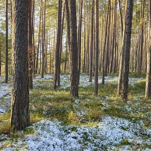 Scots pine (Pinus sylvestris) tree trunks