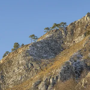 Scots pine (Pinus sylvestris) trees growing on a huge rock in winter
