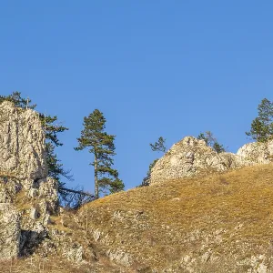 Scots pine (Pinus sylvestris) trees growing on a huge rock in winter