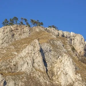 Scots pine (Pinus sylvestris) trees growing on a huge rock in winter