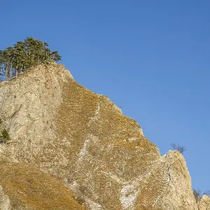 Scots pine (Pinus sylvestris) trees growing on a huge rock in winter