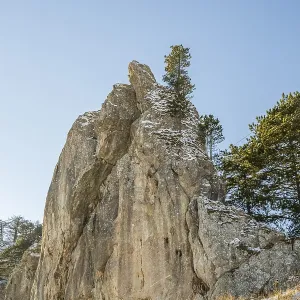 Scots pine (Pinus sylvestris) trees growing on a huge rock in winter