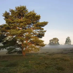 Scots pine or Scots pine (Pinus sylvestris) in heathland