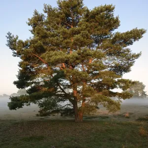 Scots pine or Scots pine (Pinus sylvestris) in heathland