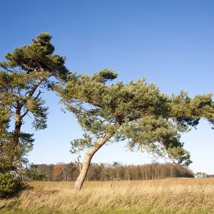 Scots pine tree bent by wind against blue sky Scots pine tree bent by wind against blue sky