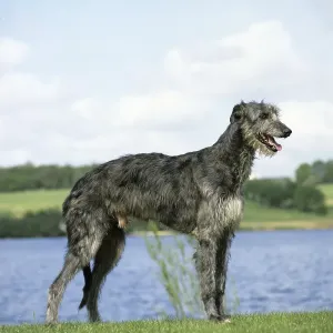 Scottish Deerhound dog, male near lake