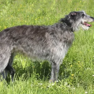 Scottish Deerhound, Scottish Deerhound, sideways