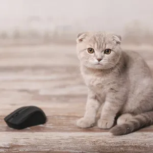 Scottish fold cat and computer mouse Scottish fold cat and computer mouse
